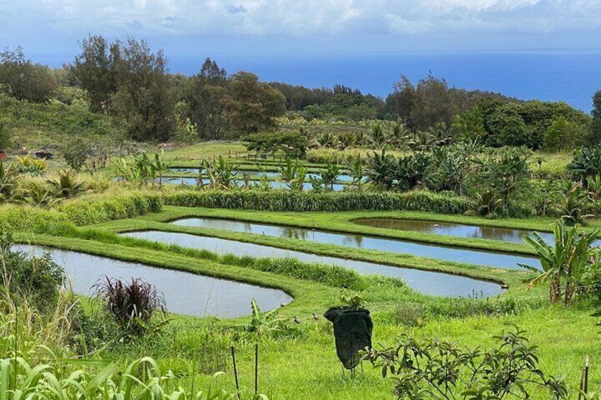 9 ponds of Koi and tilapias