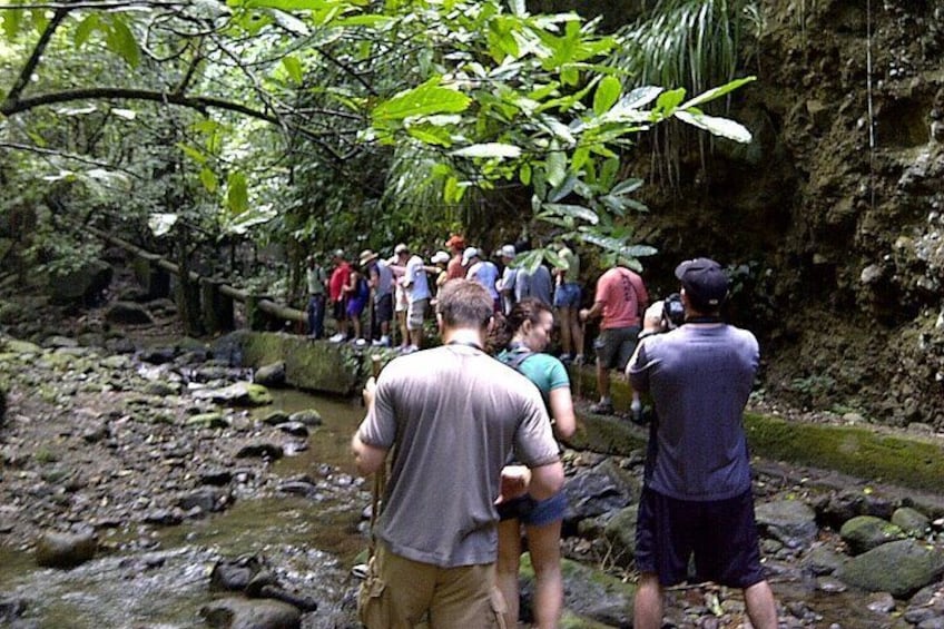 St. Kitts Scenic Rainforest Hike Tour with Snacks