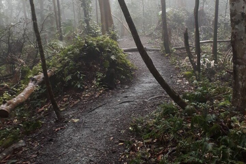 St. Kitts Scenic Rainforest Hike Tour with Snacks