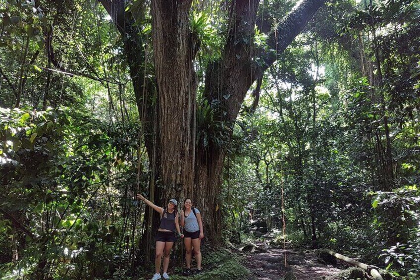 St. Kitts Scenic Rainforest Hike Tour with Snacks
