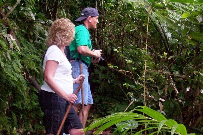 St. Kitts Scenic Rainforest Hike Tour with Snacks