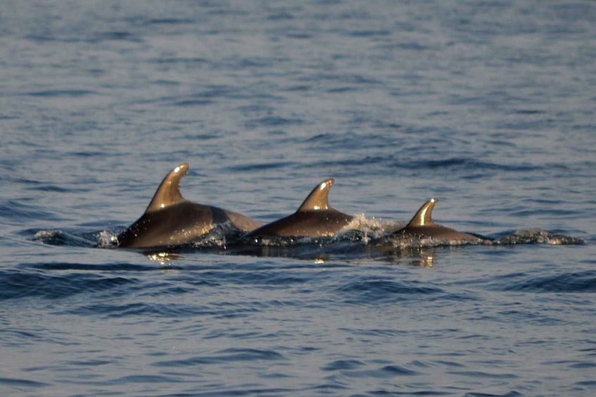 Picture 5 for Activity Vrsar: Dolphin Watching Boat Tour including Drinks