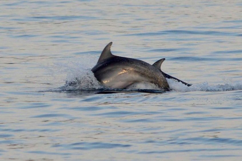 Picture 8 for Activity Vrsar: Dolphin Watching Boat Tour including Drinks