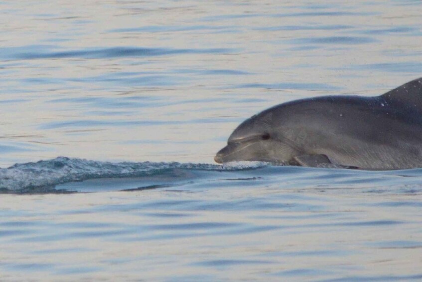 Picture 3 for Activity Vrsar: Dolphin Watching Boat Tour including Drinks