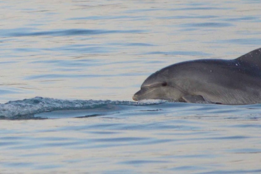 Picture 3 for Activity Vrsar: Dolphin Watching Boat Tour including Drinks