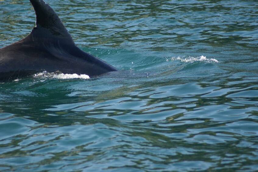 Picture 1 for Activity Vrsar: Dolphin Watching Boat Tour including Drinks