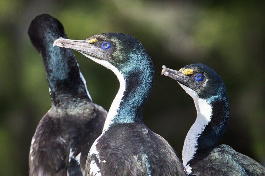 See King Shags - only 730 left - Critically Endangered Species on Water Tour included 