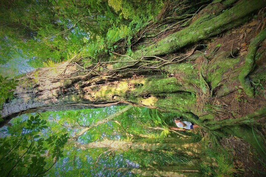 1500 year old Totara Tree that you stop at :-) This TREE is 50m and older than NZ being formed as a country 