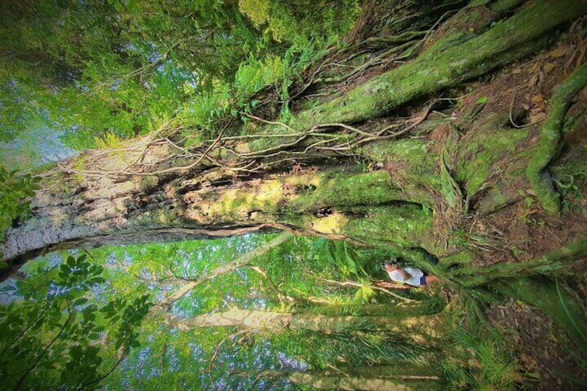 1500 year old Totara Tree that you stop at :-) This TREE is 50m and older than NZ being formed as a country