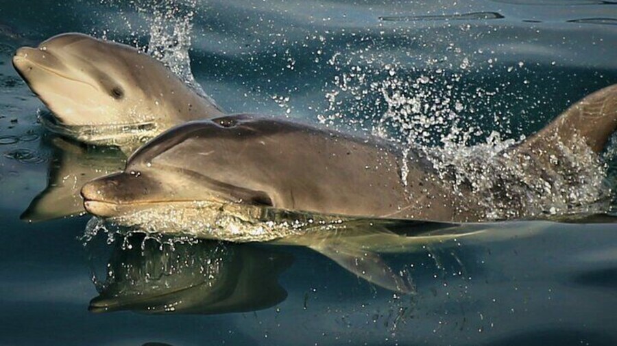See Dolphins as E-ko has all the Permits locally and are the Dolphin Experts - we also HELP protect them by giving a portion of your FEE back to Dolphin Welfare
