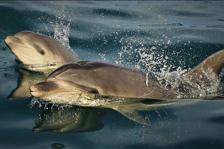 See Dolphins as E-ko has all the Permits locally and are the Dolphin Experts - we also HELP protect them by giving a portion of your FEE back to Dolphin Welfare 