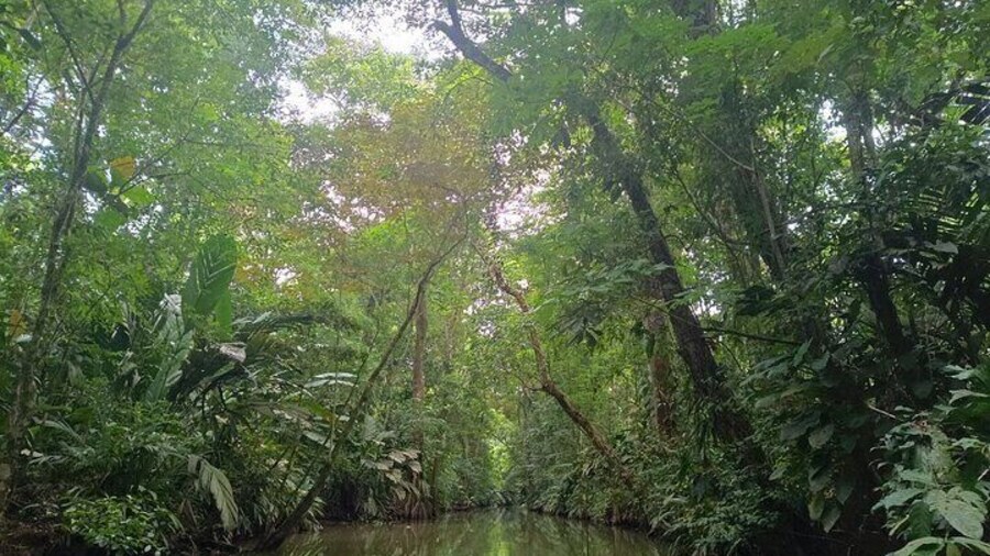 3-hour canoe tour through Tortuguero National Park