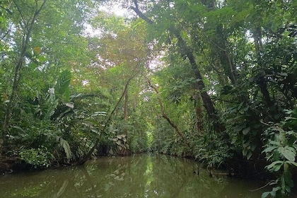 3-hour canoe tour through Tortuguero National Park