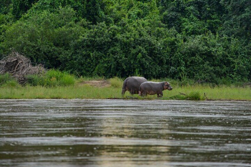 From Zanzibar : Private Full-Day Safari Selous with Flights