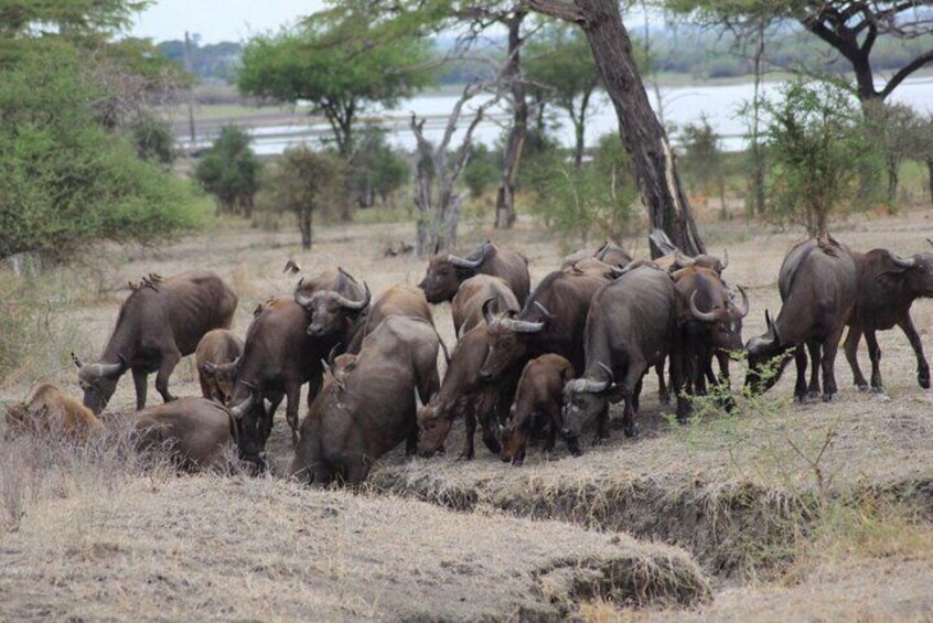 Private Full-Day Tour in Safari Selous from Zanzibar with Flights