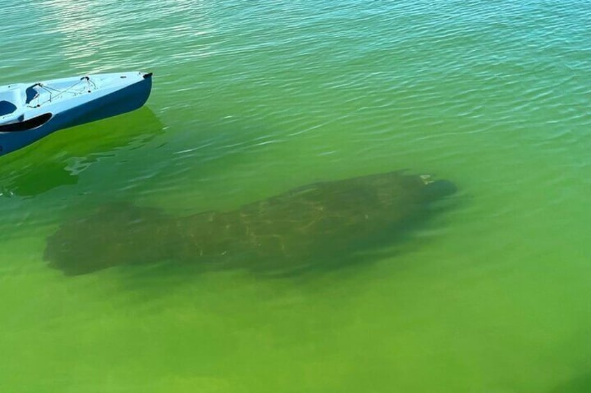 4-Hour Guided Kayak Adventure in Bonita Springs