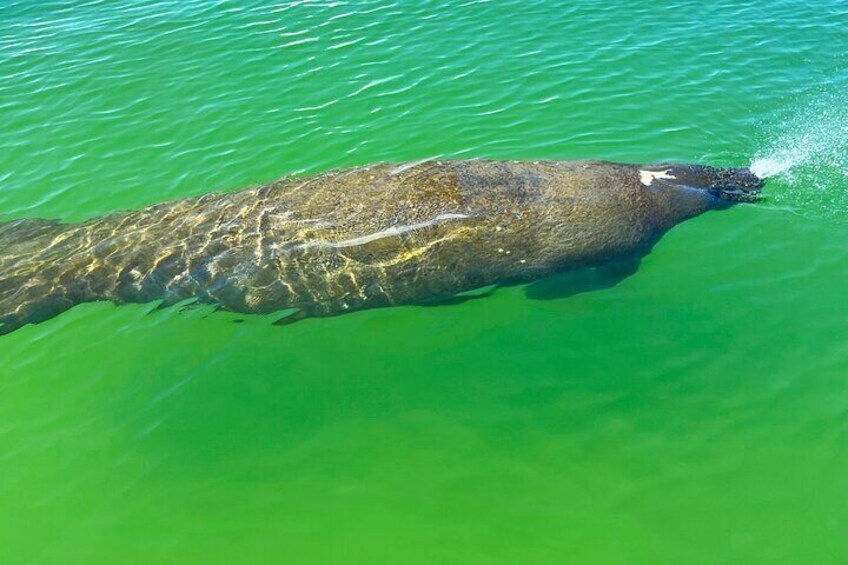 4-Hour Guided Kayak Adventure in Bonita Springs