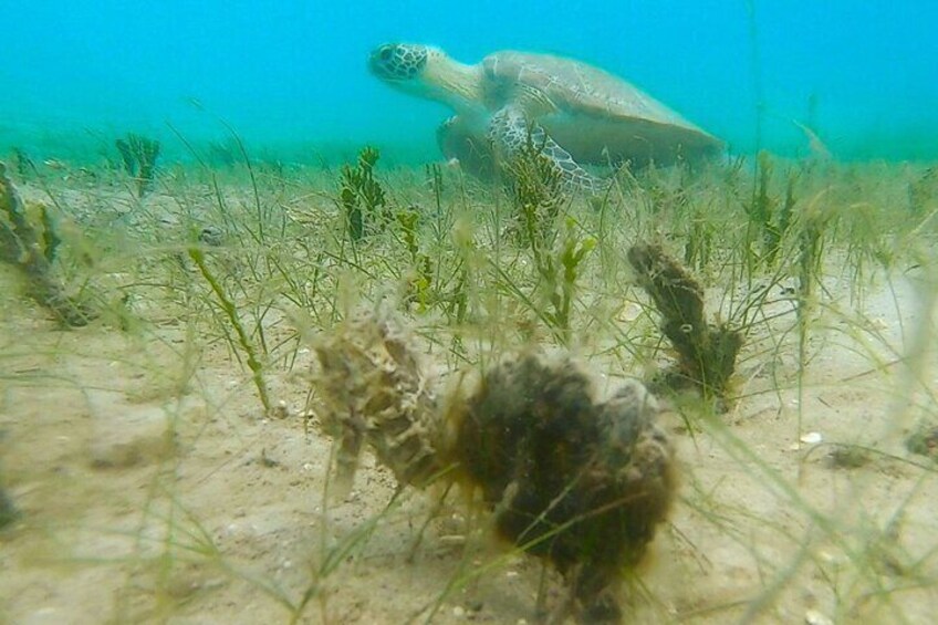 2 ½ - Hour Guided Snorkel Tour of Phil Foster Park, Free Videos!