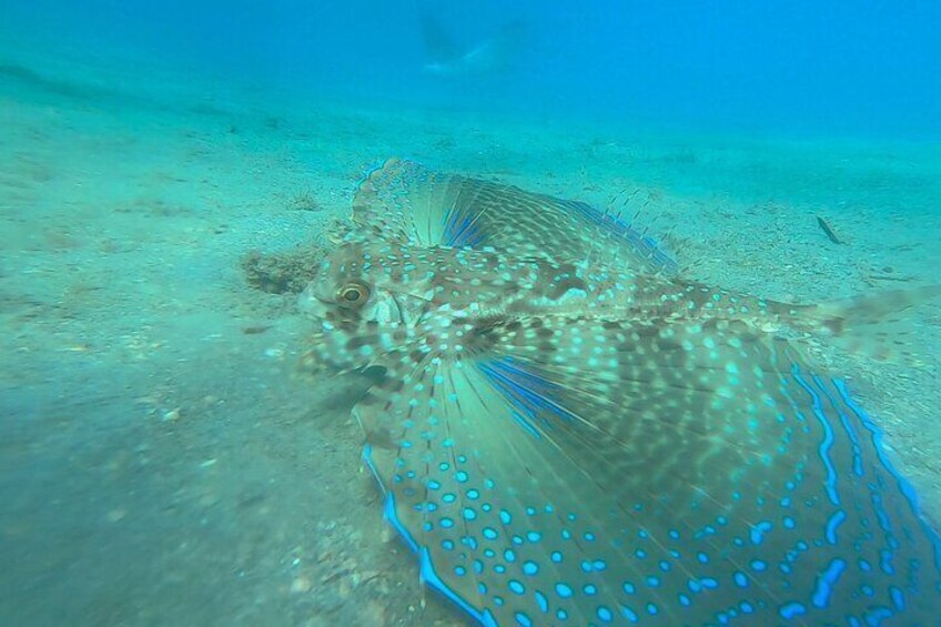 2 ½ - Hour Guided Snorkel Tour of Phil Foster Park, Free Videos!