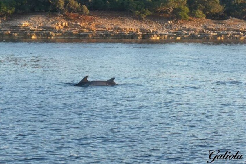 Dolphins and Sunset Tour in Fažana-Croatia