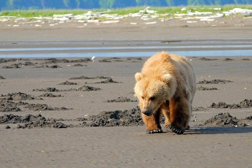 Alaskan Coastal Brown Bear