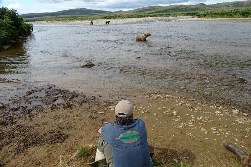 See wild brown bears in their natural habitat