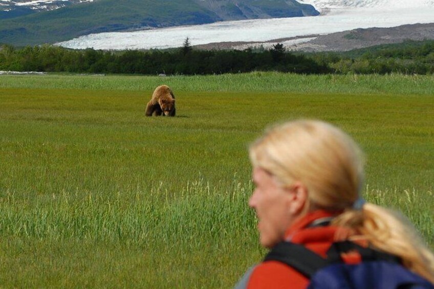 Alaska Bear-Viewing Day Trip from Homer