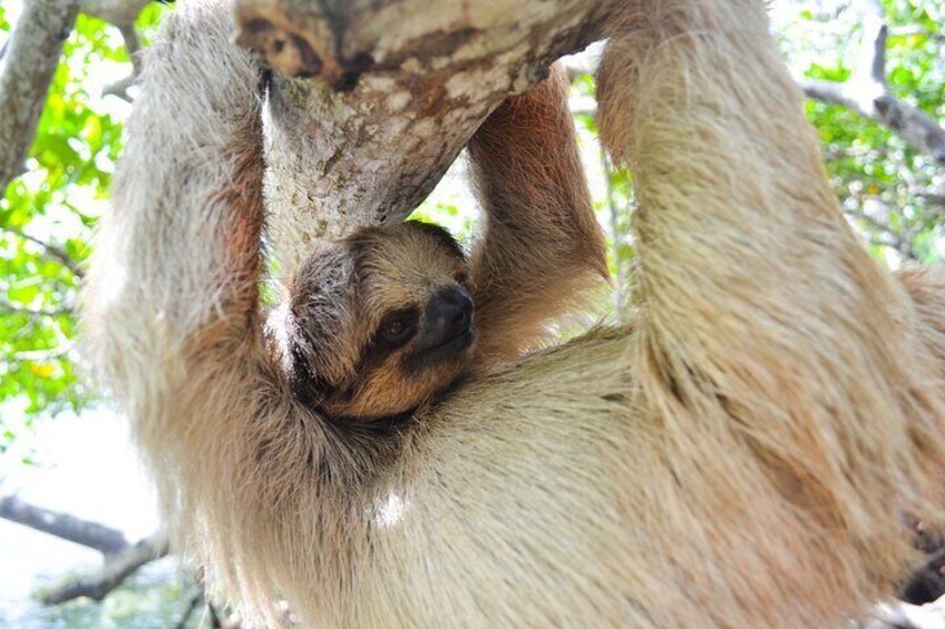 3 Hours Drift Snorkel and Animal Sanctuary Tour