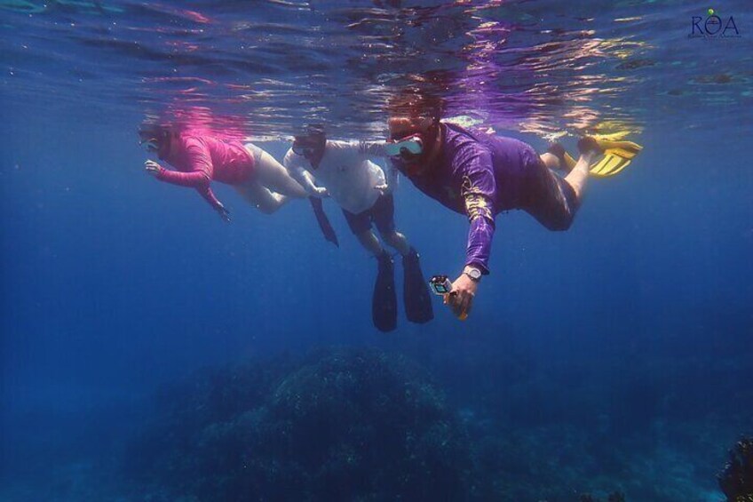 3 Hours Drift Snorkel and Animal Sanctuary Tour