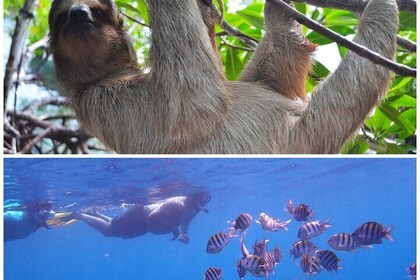 Roatan Drift Snorkel and Monkey/Sloth Sanctuary Tour