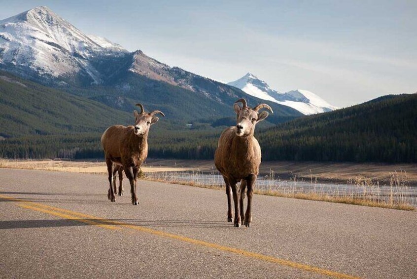 Full-Day Icefields Parkway and Lake Louise Private Tour