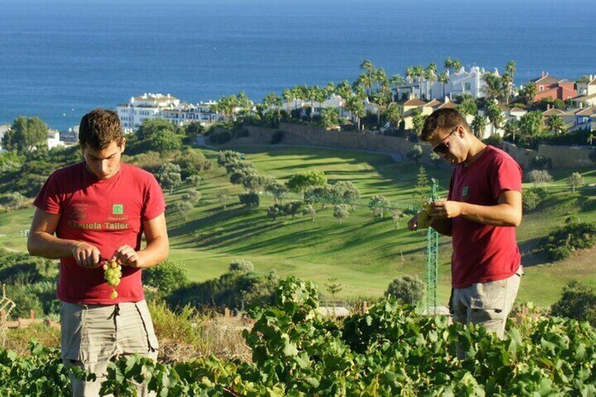 Manilva Oceanfront Wine Experience in the Marbella Area