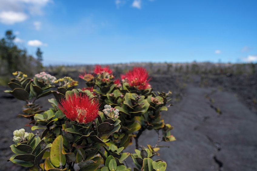 Volcano Adventure Tour From Hilo