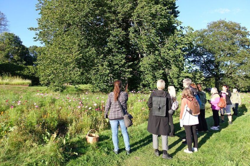 Finding eatable wild herbs on herb walk 