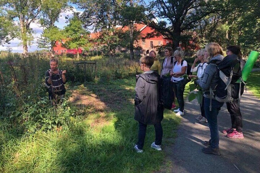 Showing eatable wild herbs on a herb walk in group