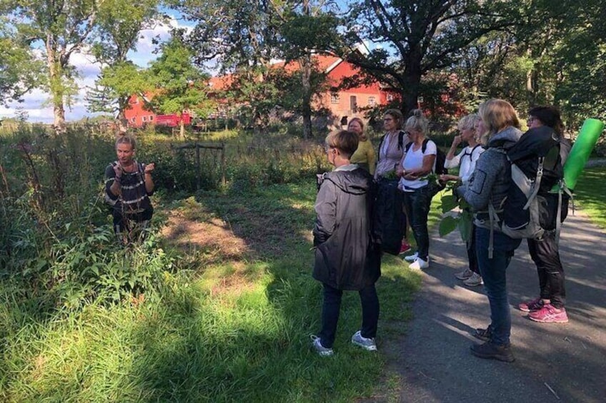 Showing eatable wild herbs on a herb walk in group