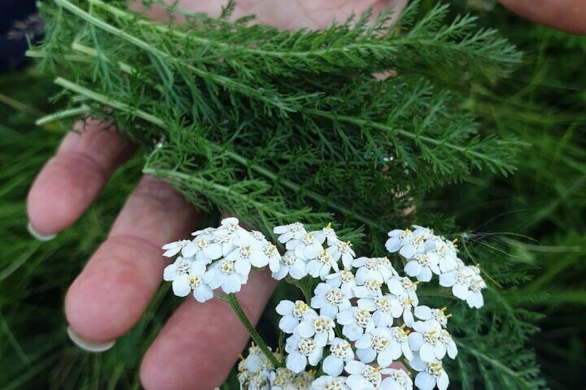 Yarrow flowers and leaf