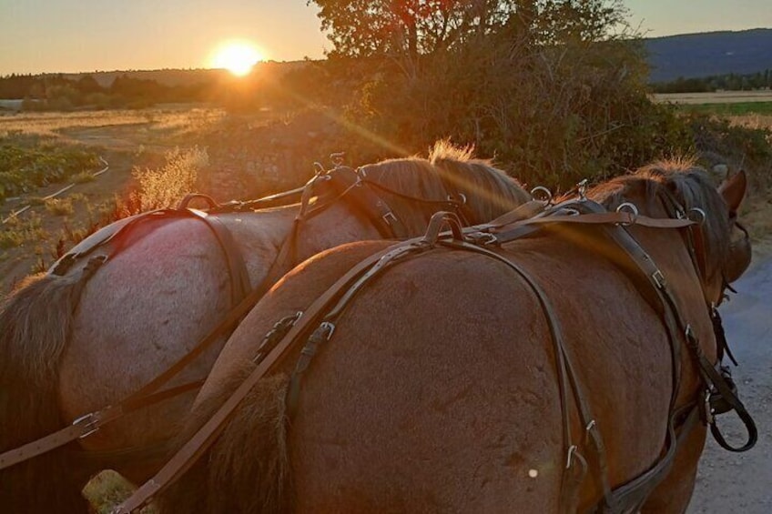 Carriage rides in the heart of the Luberon