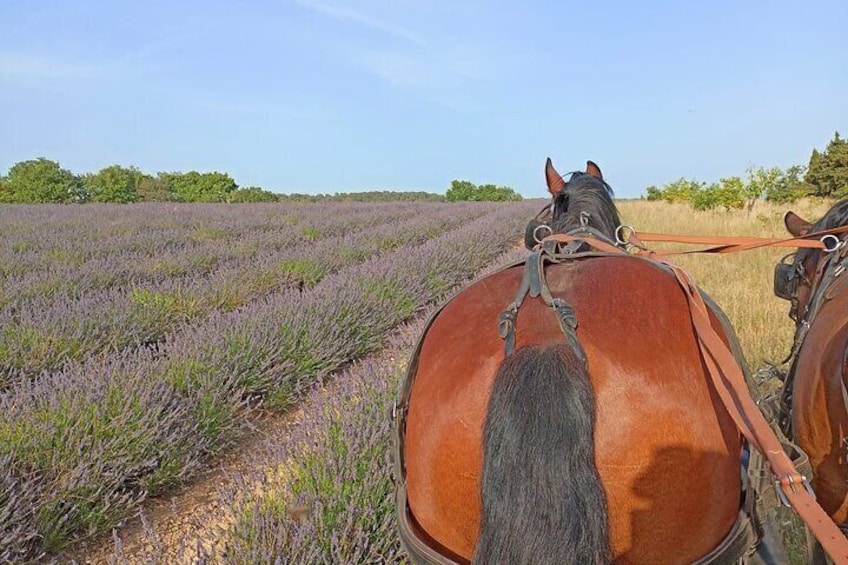 Carriage rides in the heart of the Luberon