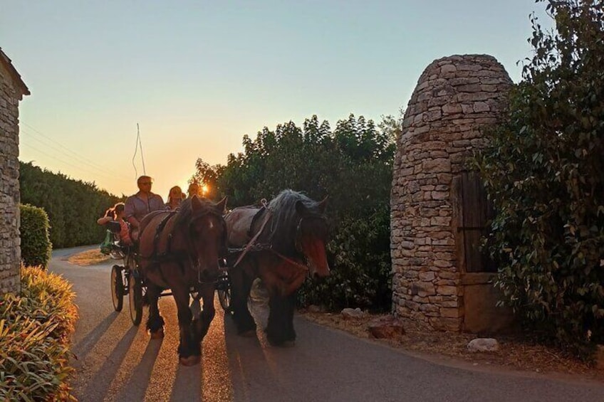 Carriage rides in the heart of the Luberon