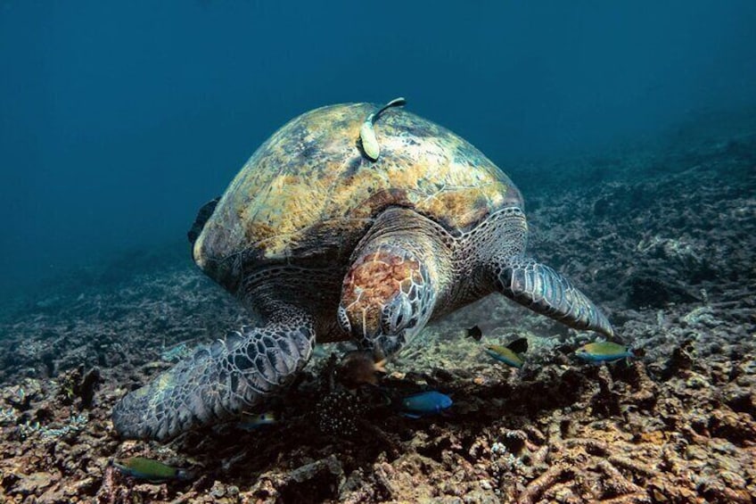 Full Day Snorkeling in Perhentian Island