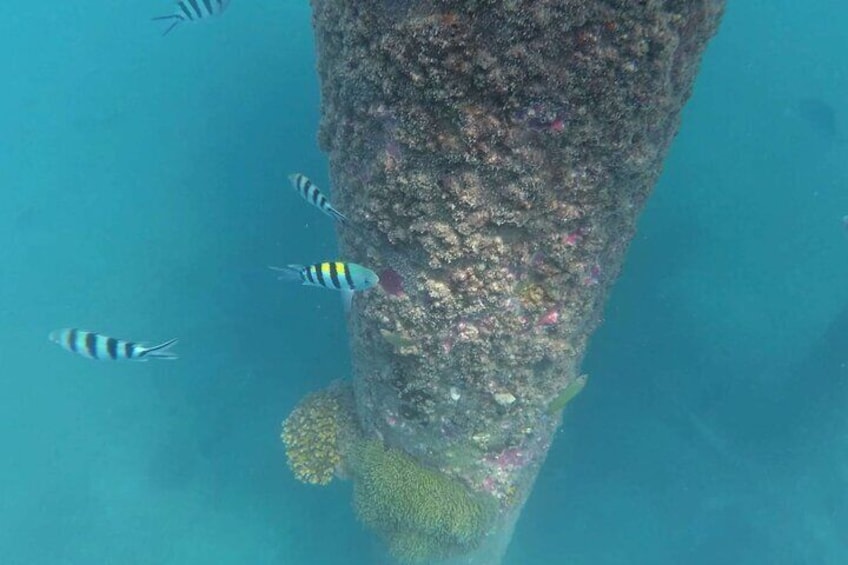 Full Day Snorkeling in Perhentian Island