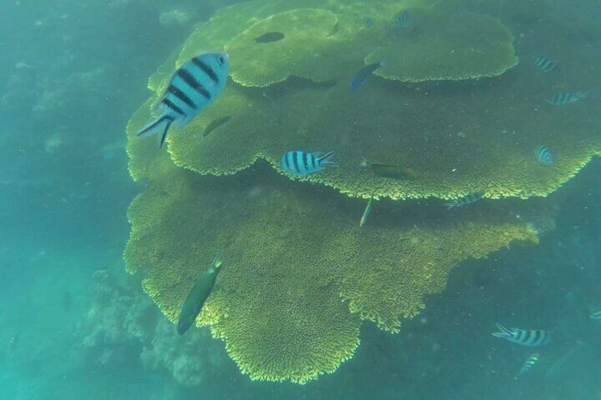 Full Day Snorkeling in Perhentian Island