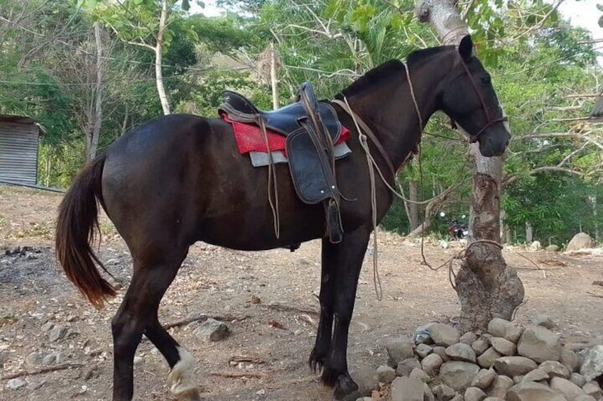 2 hours Tour Horseback Riding and Visiting the Beach