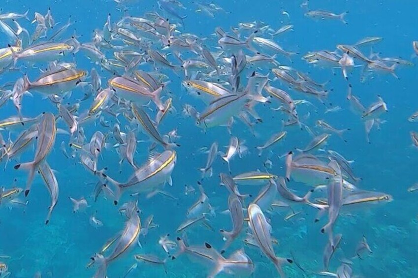 3 Hour Guided Scuba Diving in Trincomalee