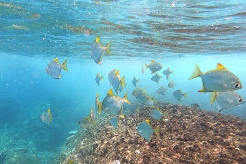3 Hour Guided Scuba Diving in Trincomalee