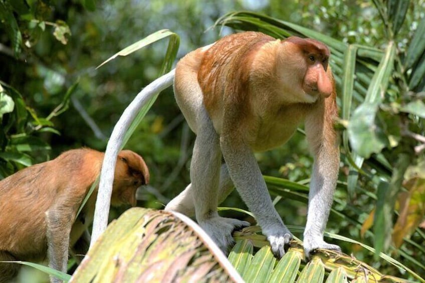Proboscis Monkey 