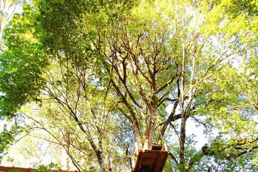Guided Canopy Tour w/Transportation