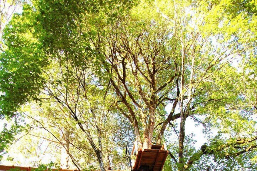Guided Canopy Tour w/Transportation