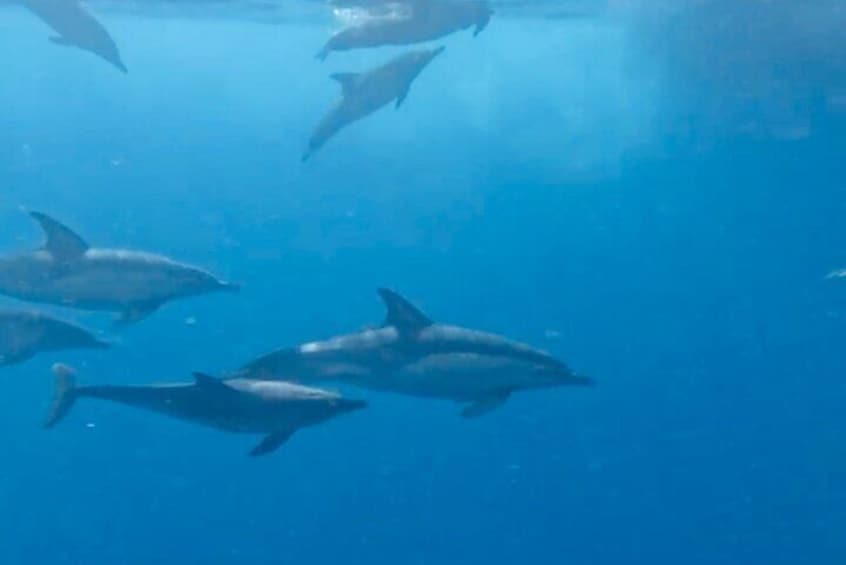 Tour on boat along the coast of Benalmadena with a lot of sea activities!!